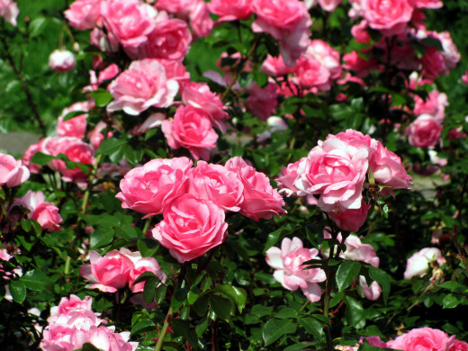 1552512 (a): :2560x1920